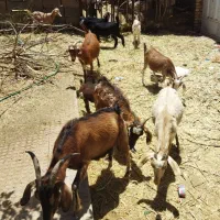 فروش گوسفند (بز و کره)