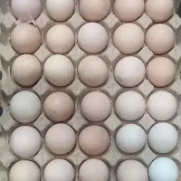 تخم مرغ محلی مزرعه ارزان