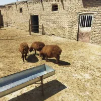 بره ماده هترو