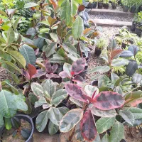 گل فیلکوس سبز ببری قرمز بلک
