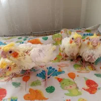 جوجه عروس هلندی با سرلاک