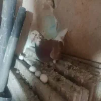 کبوتر شازدا