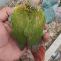 انواع جوجه طوطی و سرلاکی