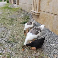 یک جفت غاز با یک جوجه مرغ