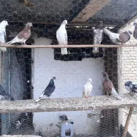 پرنده، کبوتر