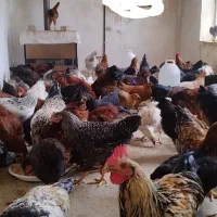مرغ  خروس