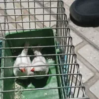 یک جفت فنج سالم با یک عدد تخم