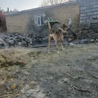 سگ سرابی|سگ|زند, |دیوار