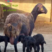 میش و قوچ همو و هترو