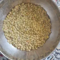 عدس تازه