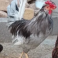 خروس طوسی واردک اسرائیلی تخم گذار