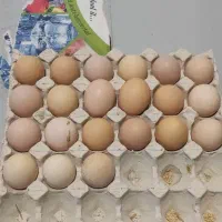 تخم مرغ  وجوجه ومرغ اورپینگتون بوف