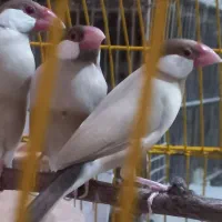 فنج نرگسی شکلاتی
