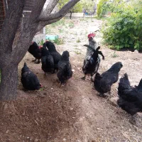 مرغ خروس فروری