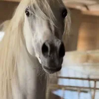 آموزش سوارکاری