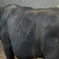 گوساله