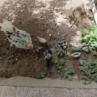 مرغ گلین اصل با 13عدد جوجه گلین اصل به شرط