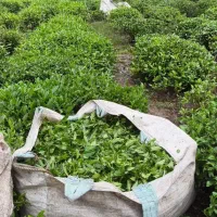 چای ممتاز سرگل بهاره چین اول سال ۱۴۰۵ لاهیجان
