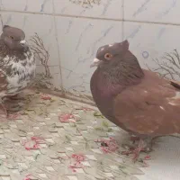 کبوتر تهرونی