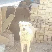واگذاری سگ لاس