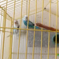 فروش تعدادی مرغ عشق