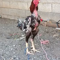سه تا خروس لاری اصیل