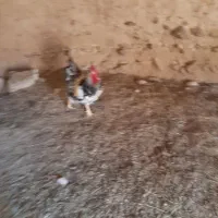 خروس