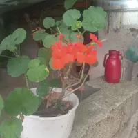 ۹۱..۰۹۲۴.۰۹۱۲