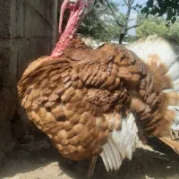 ۱ عدد بوقلمون بوربون