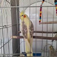 عروس هلندی ماده بالغ