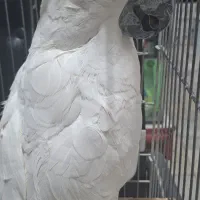 کاکادو آمبرلا فول رام سخنگو و کینگ سایز