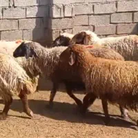 گوسفند