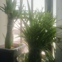 فروش قلمه گل گندمی