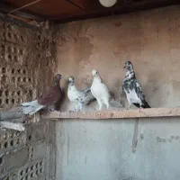 کفتر پرشی ی جا