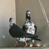 سوسکی سینه سفید