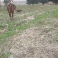اسب