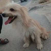 سگ موجی
