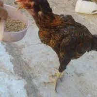 دو عدد خروس مشکی