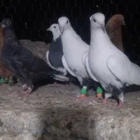 کبوتر