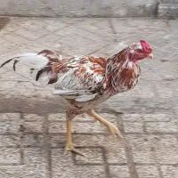 خروس لاری ومرغ ها