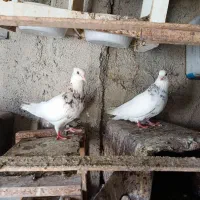 کبوتر جوجه و جفتی