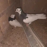 کفتر|پرنده|رفسنجان, |دیوار