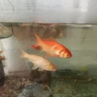 ماهی خونه گی