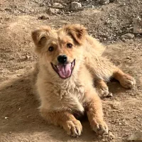 سگ پاکوتاه