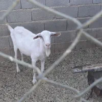 بز سانن