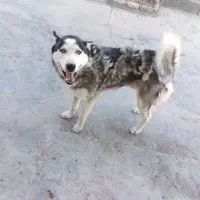 هاسکی