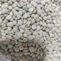عدس دیمی زنجان