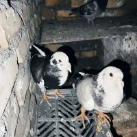 پلنگ سیاه گمشده
