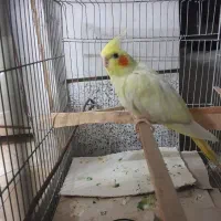 یک عدد عروس هولندی سالم ۱۳۰۰مقتوع