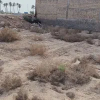زمین کوی نخلستان